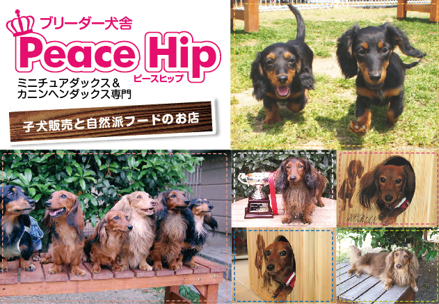 ミニチュアダックス & カニヘンダックス専門(子犬販売と自然派フードのお店