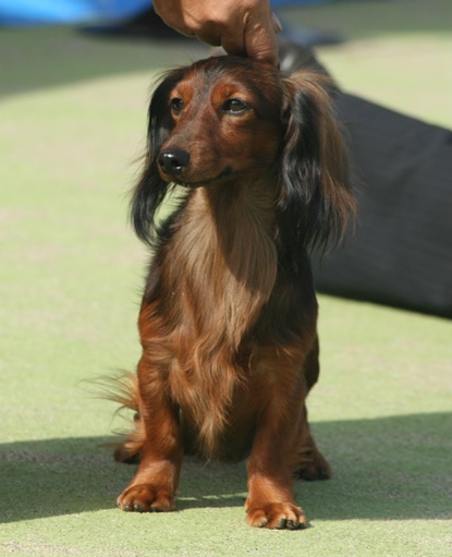 カニンヘンダックス・ミニチュダックス・チワワの子犬情報 ピースヒップ